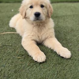Golden Retriever Puppies from Glimmer Goldens