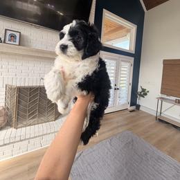 Dinner - Black and white male Sheepadoodle puppy in North Royalton, Ohio from Johnson's Doodles