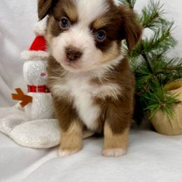 Frosted Fluff - Red tri-color female Miniature American Shepherd puppy in South Branch, Michigan from Ross Ranch Mini and Standard Aussie's
