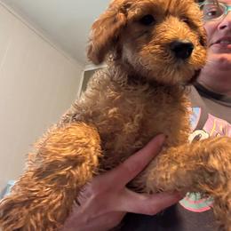 Admiral - Red male Irish Doodle puppy in Harrisburg, Arkansas from Ransone’s Ridge Runners Poodles and Doodles