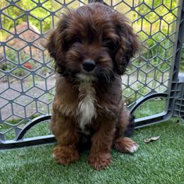 Sherry - Sable female Cockapoo puppy in Williamston, South Carolina from Sassy Bob’s Dogs
