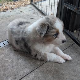 Eddie - Blue merle male Australian Shepherd puppy in Fort Lauderdale, Florida from Burning Heart Aussies
