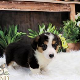 Pokegama - Black and tan male Pembroke Welsh Corgi puppy in Akeley, Minnesota from Northwynd Corgis