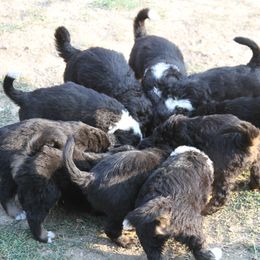 Bernedoodle and Bernese Mountain Dog Puppies from Basin Berners