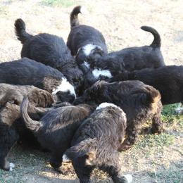 Bernedoodle and Bernese Mountain Dog Puppies from Basin Berners