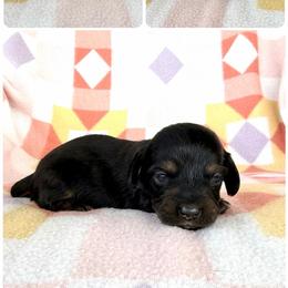 Boy 1 - Black and tan male Dachshund puppy in Oklahoma from Red Oak Long Dogs