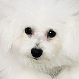 Romeo - Bichon Frise