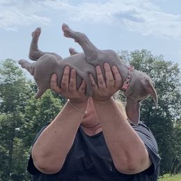 Weimaraner Puppies from Southpaw Weimaraners