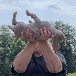 Weimaraner Puppies from Southpaw Weimaraners