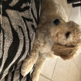 Goldendoodle Puppies from Idyllic Doodles