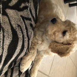 Goldendoodle Puppies from Idyllic Doodles