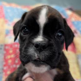 Riza - Brindle female Boxer puppy in Campbellsville, Kentucky from Bellbox German Boxers
