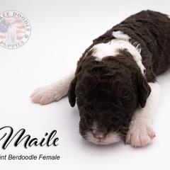 Bernedoodle, Saint Berdoodle, and Sheepadoodle Puppies from Yankee Doodle Puppies