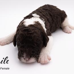 Bernedoodle, Saint Berdoodle, and Sheepadoodle Puppies from Yankee Doodle Puppies