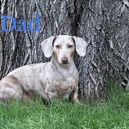 Jager - Dachshund