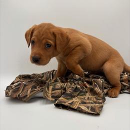 Blue - Yellow male Labrador Retriever puppy in Heath Springs, South Carolina from Rich Hill Retrievers