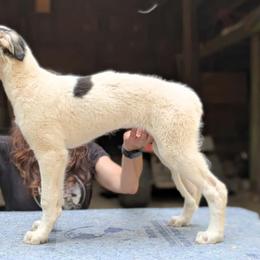 Poppy - Sable female Borzoi puppy in Sherwood, Oregon from Arcaniss Borzoi