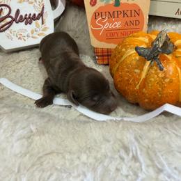 White collars chocolate male - Chocolate male Dachshund puppy in Pleasant Plains, Arkansas from JGBs Silver Spur Dachshunds