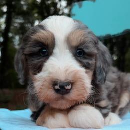 Dodger - Merle male Bernedoodle puppy in Sherman, Illinois from Shirl Doodle Life