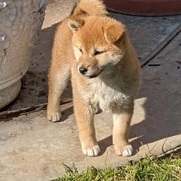 Shiba Inu Puppies from Jogoso Shibas