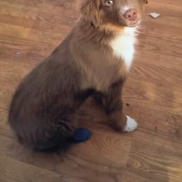 Colorado - Red tri-color male Miniature American Shepherd puppy in Goldendale, Washington from Amulet Charm