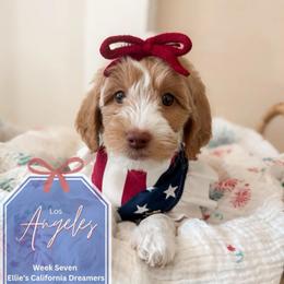 Angel - Parti female Goldendoodle puppy in California City, California from Summer Sun Doodles