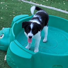 Marble 2500 - Blue merle male Border Collie puppy in Morgan, Texas from Shooting Star Ranch