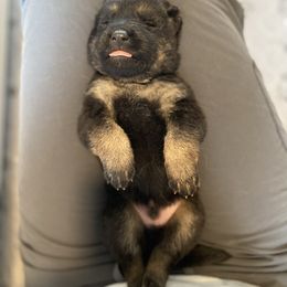 Grey-Ichabod - Black and tan male German Shepherd puppy in Medical Lake, Washington from Nine Realms German Shepherds