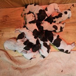 Boy 1 - German Shorthaired Pointer puppy in Henderson, Texas from C4 Gun Dogs