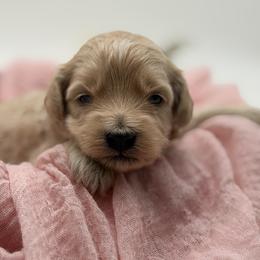 Green collared male - Apricot male Havapoo puppy in Marshallville, Ohio from Grassy Meadow Pups