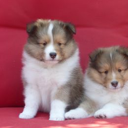 Shetland Sheepdog Puppies from Aratone