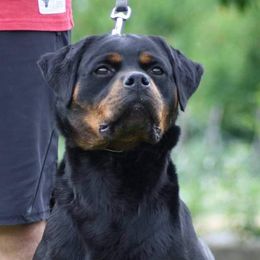 Una - Rottweiler