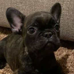 French Bulldogs and Poodles from Huddle Puppies