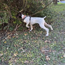 German Shorthaired Pointer Puppies from The Tipsy Rabbit GSP TopDog Kennel