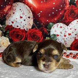 Teddy 2400 - Chocolate, tan and white male Yorkshire Terrier puppy in Nicholls, Georgia from Southeast Biewers
