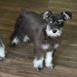 Oakley - Miniature Schnauzer