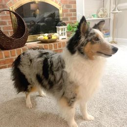 Belle - Shetland Sheepdog