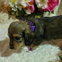 Dachshund Puppies from CLARK'S BREEDING PROGRAM
