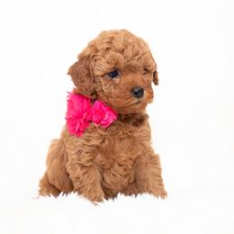 Goldendoodle Puppies from 757 Doodles