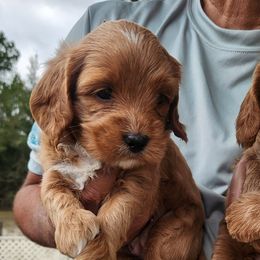 Mae - Red female Australian Labradoodle puppy in Ocala, Florida from Vinton Valley Australian Labradoodles