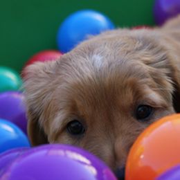 Golden Retrievers from Margold Golden Retrievers