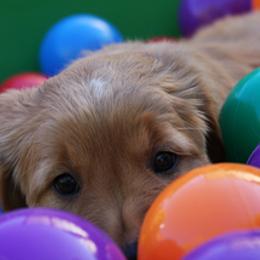 Golden Retrievers from Margold Golden Retrievers
