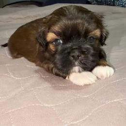 Sheldon - Brindle male Shih Tzu puppy in Kettering, Ohio from The Ruff Life Tribe
