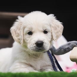 Golden Retriever Puppies from Nicholberry Goldens
