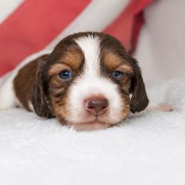 Goose - Piebald female Dachshund puppy in Texarkana, Texas from Lolo&CoDachshunds