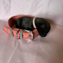 Light pink - Red sable female Belgian Malinois puppy in Highland City, Florida from VonSal Kennels