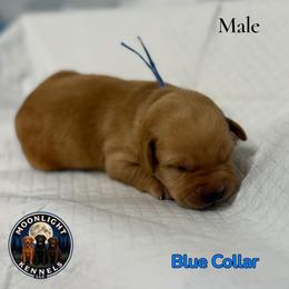 Bruno Blue Collar - Yellow male Labrador Retriever puppy in Elloree, South Carolina from Moonlight Kennels LLC