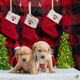 Labrador Retriever Puppies from Sun Ridge Labradors