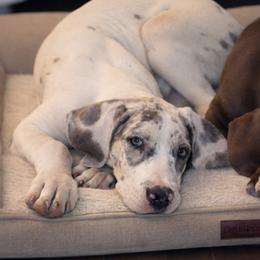 French Bulldog and Great Dane Puppies from Doyle’s Royal K9