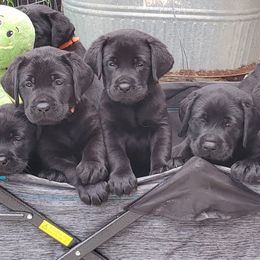 Labrador Retriever Puppies from Labs4Ever Labradors